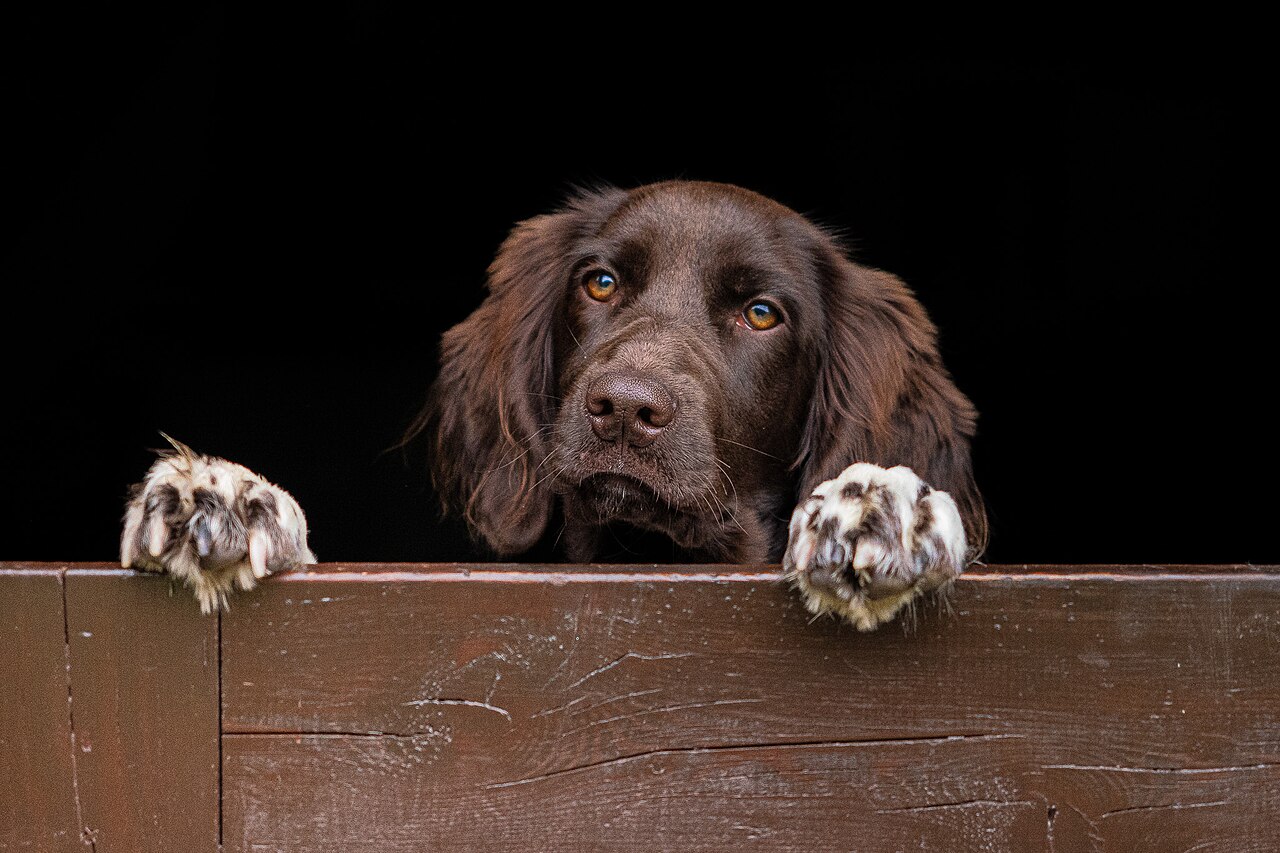 Small Münsterländer