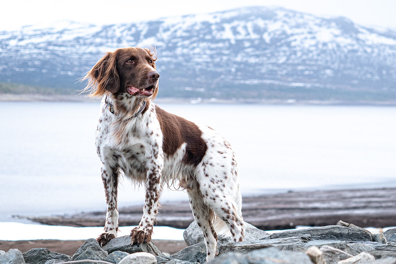 Small Münsterländer