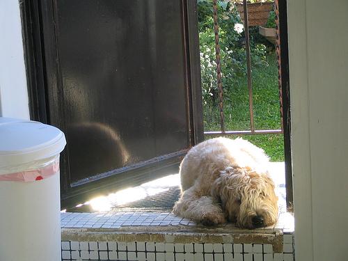 Terrier Irlandais à Poil Doux