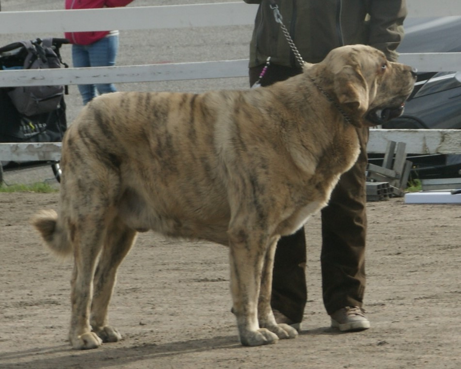Spanish Mastiff