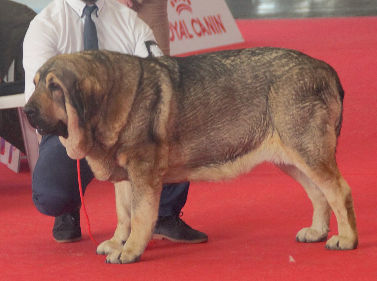 Spanish Mastiff