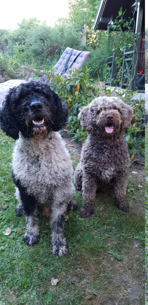 Chien d'Eau Espagnol