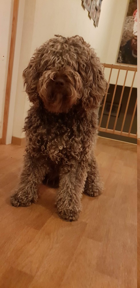 Chien d'Eau Espagnol