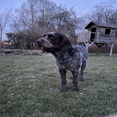 Spinone Italien