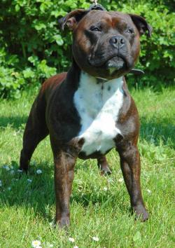 Staffordshire Bull Terrier