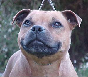 Staffordshire Bull Terrier