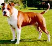 Staffordshire Bull Terrier