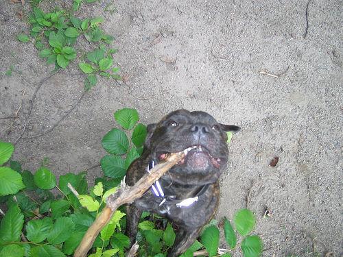 Staffordshire Bull Terrier