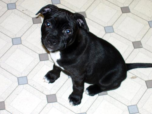 Staffordshire Bull Terrier