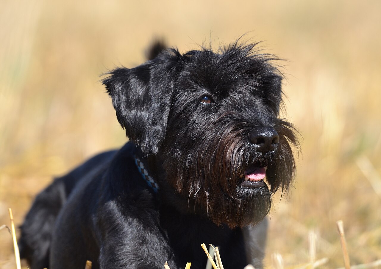 Mittelschnauzer