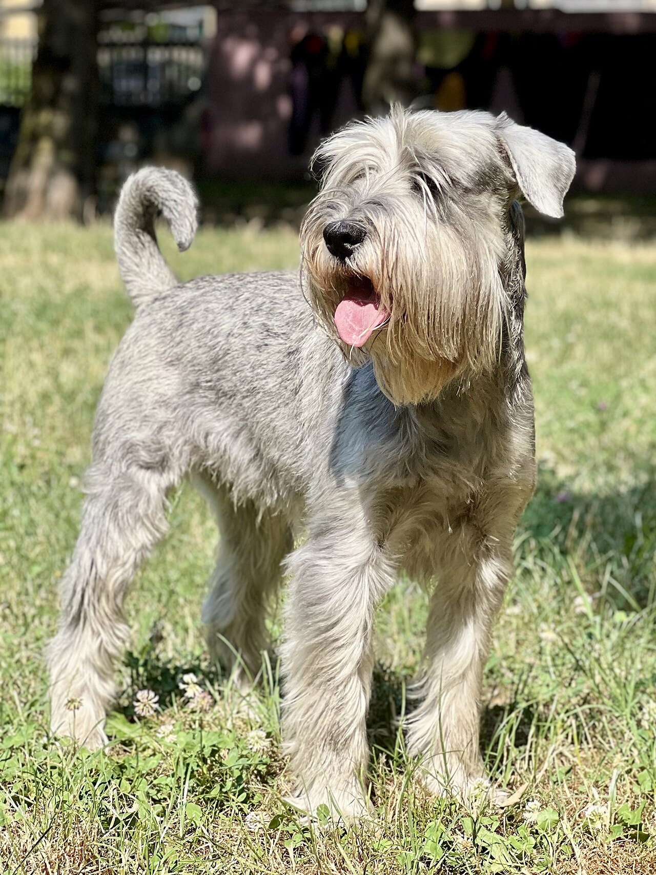 Mittelschnauzer
