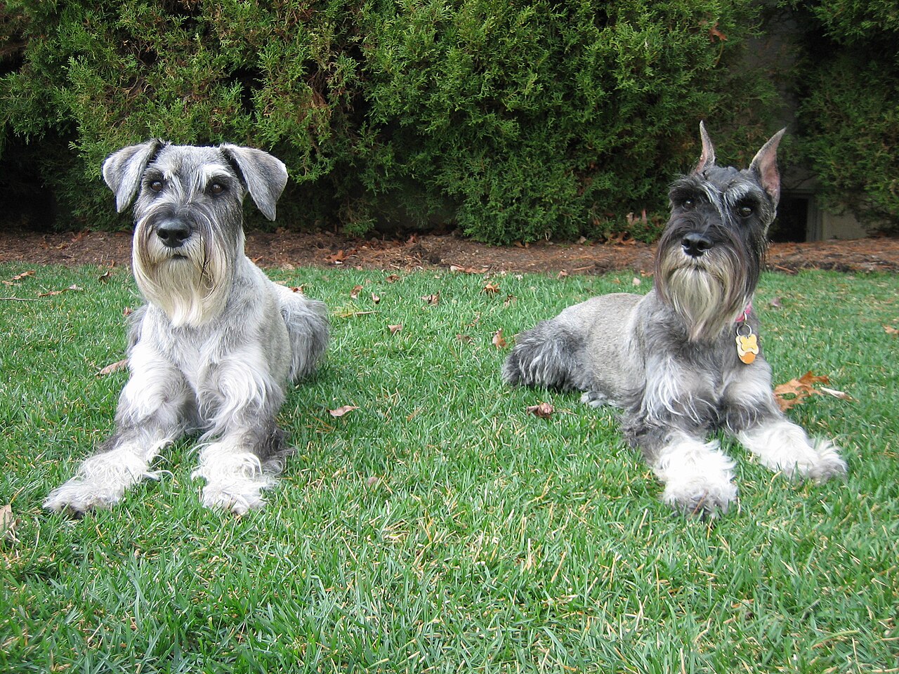 Mittelschnauzer