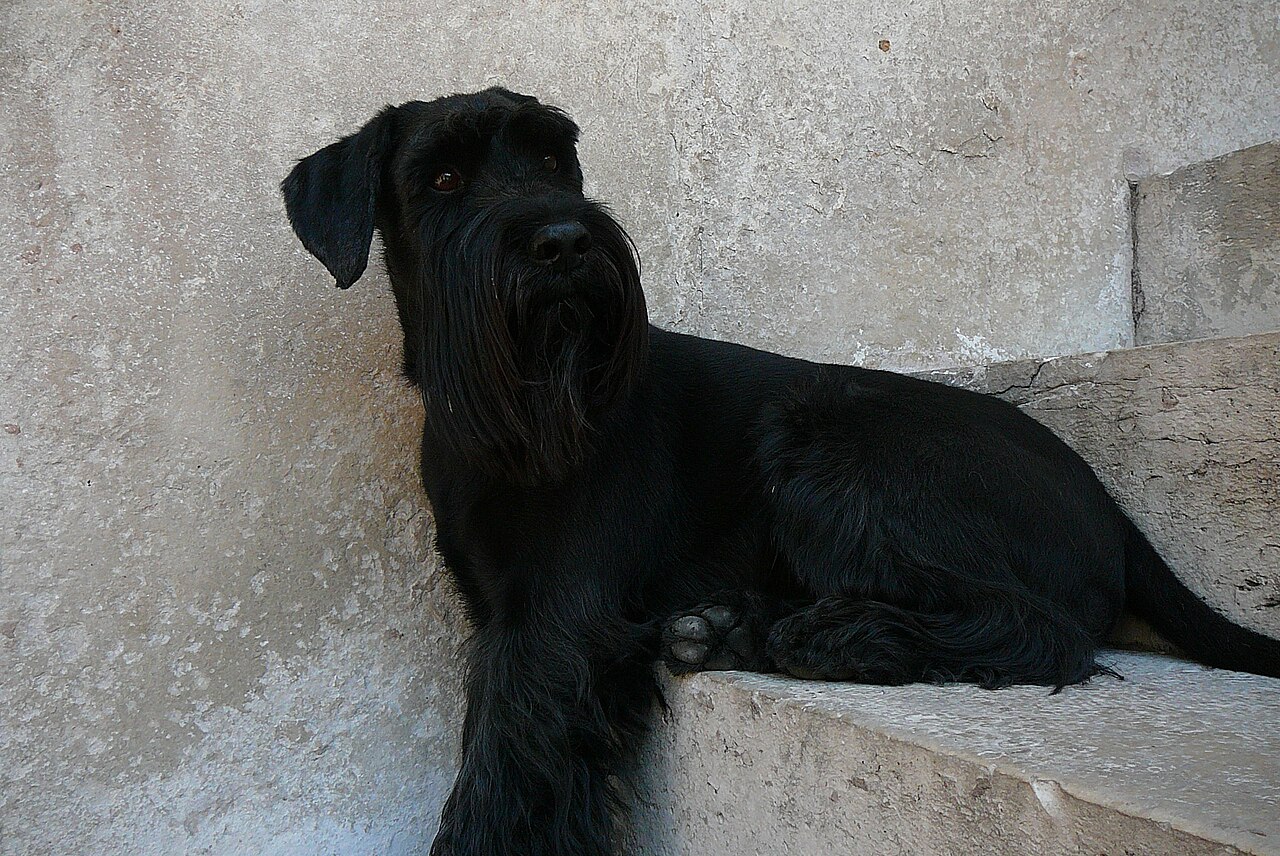 Mittelschnauzer