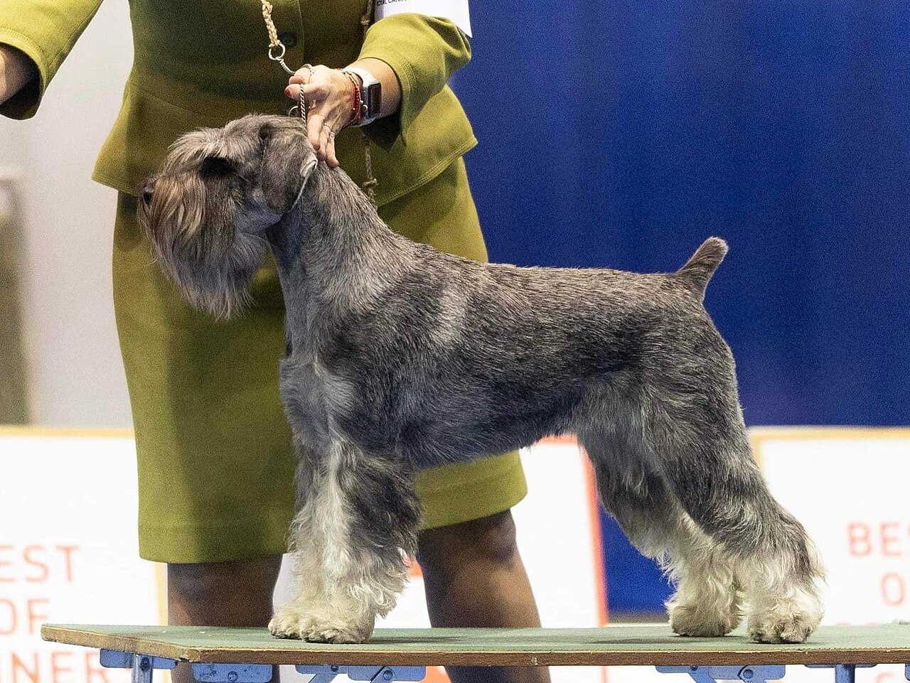 Mittelschnauzer