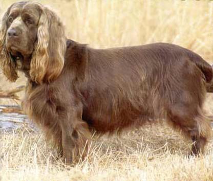 Sussex Spaniel