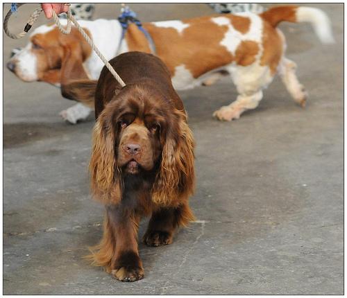 Sussex Spaniel