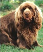 Sussex Spaniel