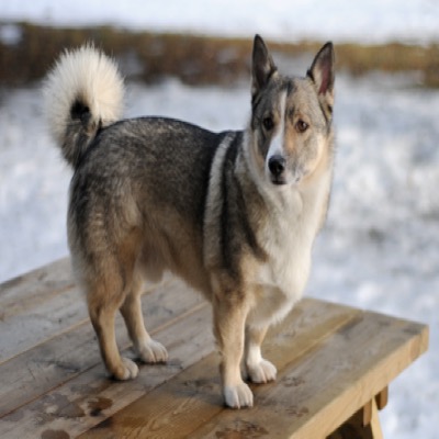 Vallhund Suédois