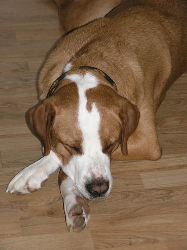 Grand Bouvier Suisse