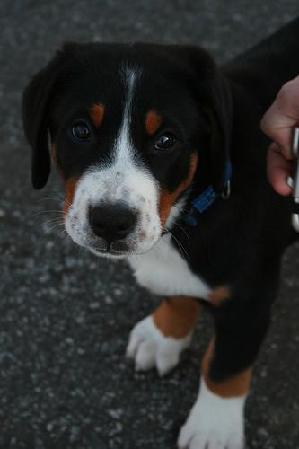 Grand Bouvier Suisse
