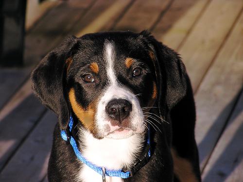 Grand Bouvier Suisse