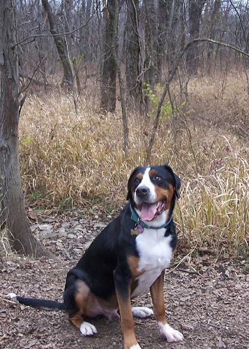 Grand Bouvier Suisse