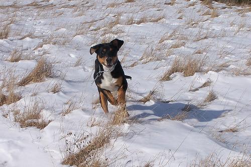 Grand Bouvier Suisse