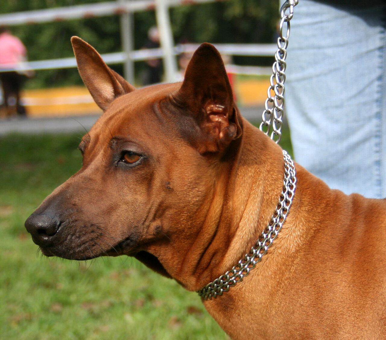 Thaise Ridgeback