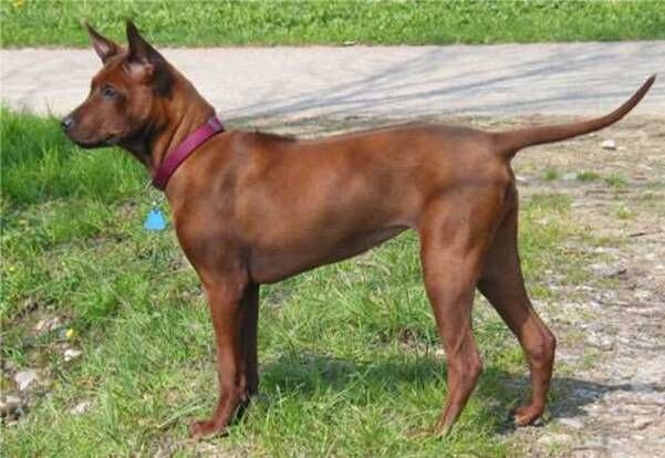 Thaise Ridgeback