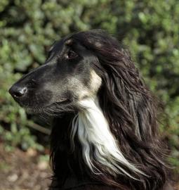 Afghaanse Windhond