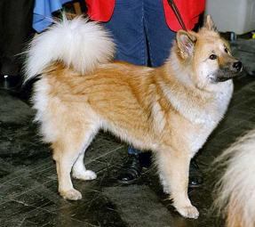 Akita