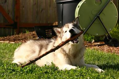 Alaskan Malamute