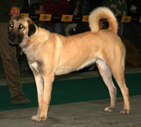 Anatolische Herder