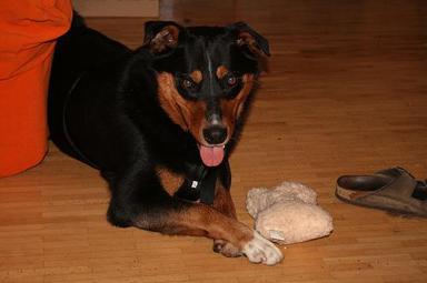 Appenzeller Sennenhund