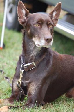 Australian Kelpie