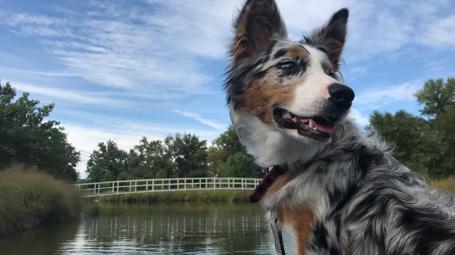 Australian Shepherd