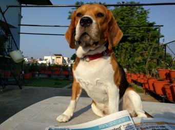 Beagle