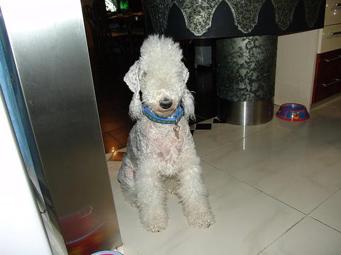 Bedlington Terrier
