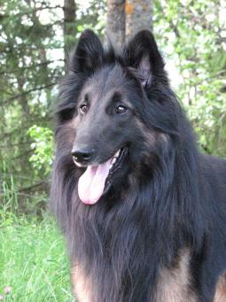 Belgische Tervuerense Herder
