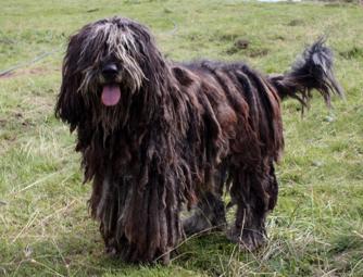 Bergamasco Sheepdog
