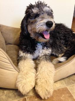 Bernedoodle
