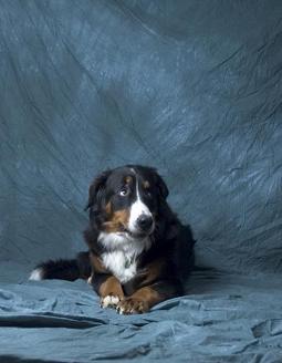 Berner Sennenhund
