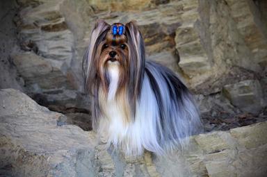 Biewer Terrier