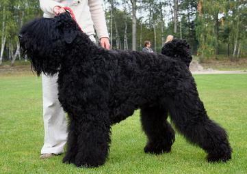 Zwarte Russische Terrier