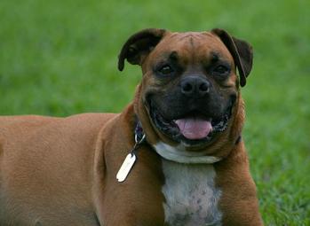 Boxer