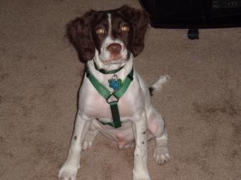 Bretonischer Spaniel