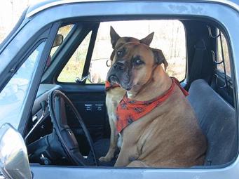 Bullmastiff