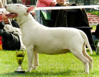 Bullterrier