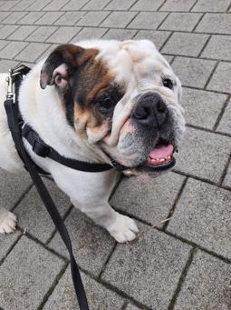 Englische Bulldogge