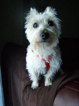 Cairn Terrier